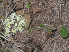 Pimpinella caffra