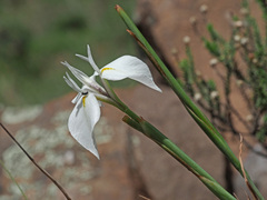 Moraea albicuspa