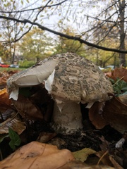 Amanita strobiliformis