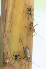 Notobitus meleagris