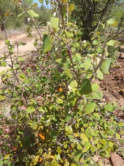 Androstachys johnsonii