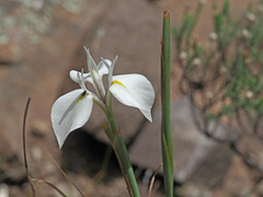 Moraea albicuspa