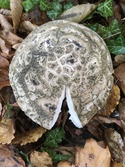 Amanita strobiliformis