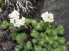 Crassula setulosa