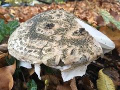 Amanita strobiliformis