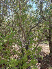 Androstachys johnsonii