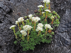 Crassula setulosa