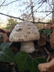 Amanita strobiliformis
