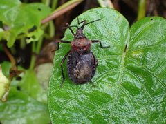 Spartocera