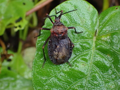 Spartocera