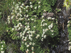 Crassula setulosa