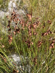 Elegia filacea