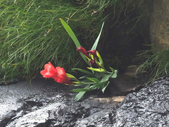 Gladiolus flanaganii