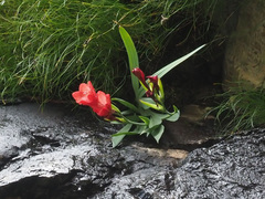 Gladiolus flanaganii