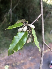 Elaeagnus thunbergii