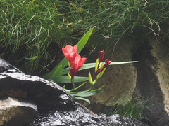 Gladiolus flanaganii