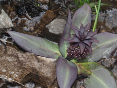 Eucomis humilis
