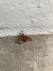 Cosmosoma achemonides