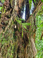 Epidendrum nocturnum