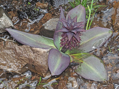 Eucomis humilis