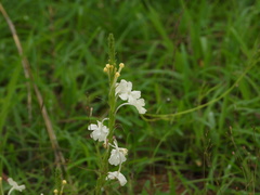 Chascanum hederaceum