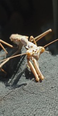 Archimantis sobrina