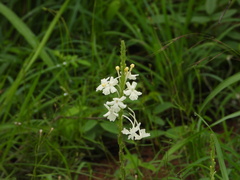 Chascanum hederaceum