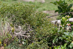 Searsia grandidens