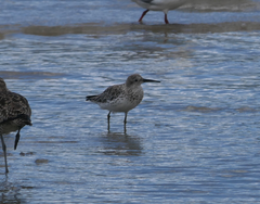 Calidris tenuirostris