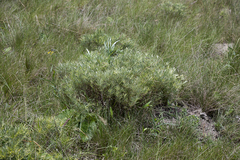 Tephrosia bachmannii