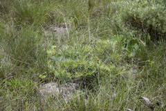 Tephrosia bachmannii