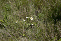 Thunbergia atriplicifolia