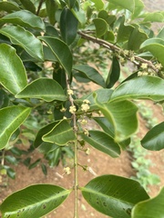 Psidium myrtoides