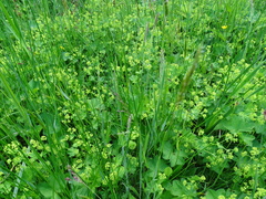 Alchemilla glabra