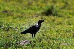 Corvus albicollis