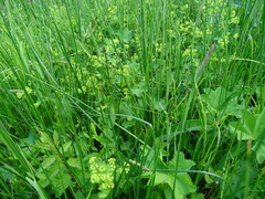 Alchemilla glabra