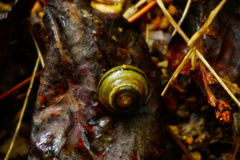 Ventridens ligera
