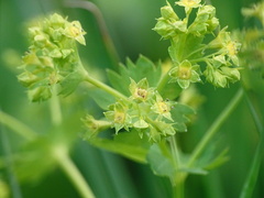 Alchemilla glabra