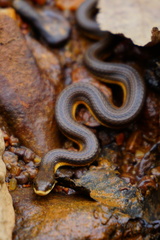 Regina septemvittata