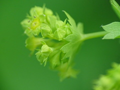 Alchemilla glabra