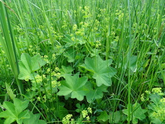 Alchemilla glabra