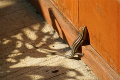 Plestiodon