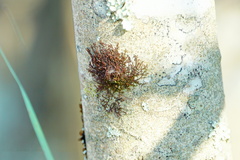 Frullania eboracensis
