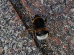Bombus