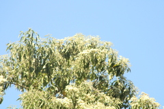Cordia elaeagnoides