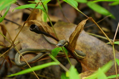 Regina septemvittata