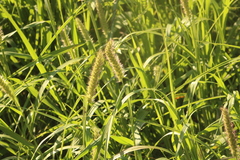 Setaria verticillata