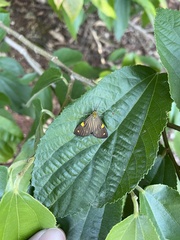 Phaeochlaena lampra