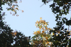 Pterocarpus acapulcensis