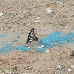 Graphium chironides